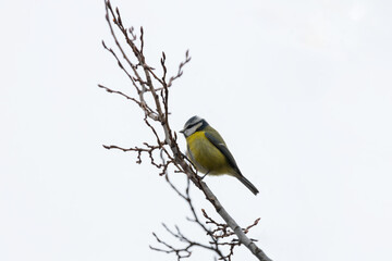 Blue Tit (Cyanistes caeruleus) in El Retiro Park, Madrid