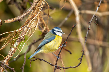 Blue Tit (Cyanistes caeruleus) in El Retiro Park, Madrid