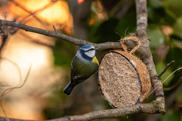 Blue Tit (Cyanistes caeruleus) in El Retiro Park, Madrid