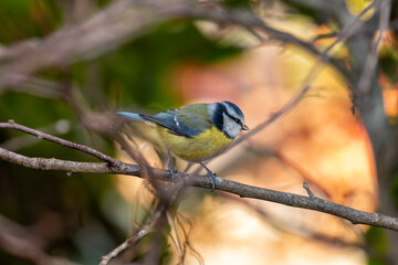 Blue Tit (Cyanistes caeruleus) in El Retiro Park, Madrid