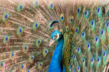 Obraz premium Common Peafowl (Pavo cristatus) aka Peacock in Delhi, India