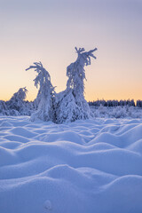 fir trees in snow at sunrise - 731023714
