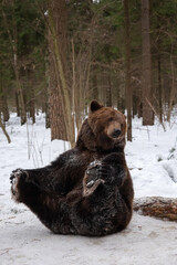 An adult male brown bear sits on the snow in the winter forest. Close-up portrait.