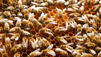 Bees swarm on the honeycombs inside the hive. Insects work in a wooden hive, collecting nectar from pollen, creating sweet honey. Beekeeping concept. Production of organic honey.