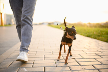 Woman with a smooth-haired Russian toy terrier on a leash walks along the sidewalk outside, having...