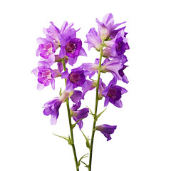 Larkspur isolated on transparent background