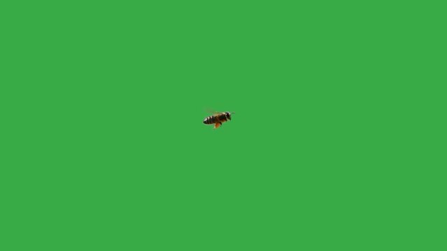 flying bee with nectar on its paws on a green screen. slow motion