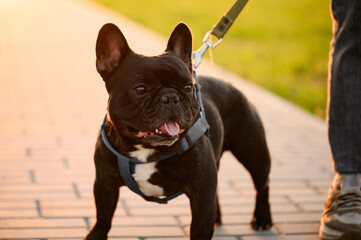 Woman with a black French bulldog on a leash walks on a summer day at sunset in the park, close-up, engaged in outdoor activities.