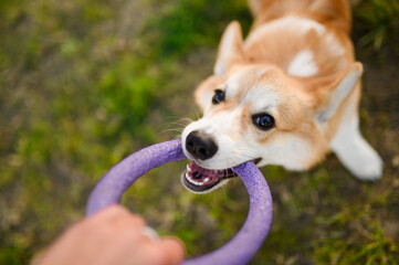 Cute Pembroke Welsh Corgi dog having fun, playing with his owner with a ring toy in park. Top view...