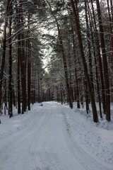 Snow-Covered Pathway Through a Pine Forest
