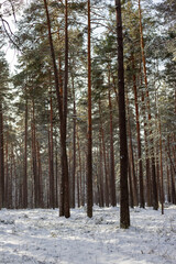 Snow-Covered Pathway Through a Pine Forest