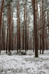 Fototapeta premium Snow-Covered Pathway Through a Pine Forest
