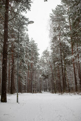 Street Lamp Over a Snowy Forest Path