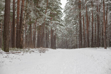 Snow-Covered Pathway Through a Pine Forest