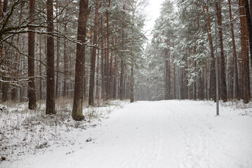 Snow-Covered Pathway Through a Pine Forest