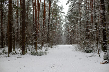 Snow-Covered Pathway Through a Pine Forest