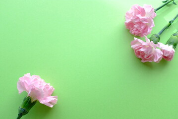 ピンクのカーネーションの花　緑色の背景　母の日
