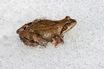The brown frog (Rana temporaria) migrates in the spring. This cold-blooded animal warmed up in the sun and does not avoid snow on the way. North Europe