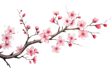 Spring Elegance  Cherry Blossom Branch Isolated on Transparent Background - High-Quality PNG Image