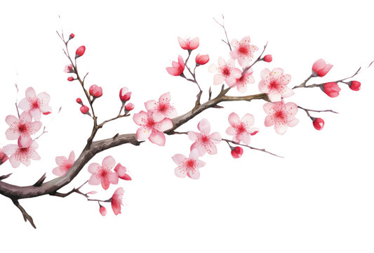 Spring Elegance  Cherry Blossom Branch Isolated on Transparent Background - High-Quality PNG Image