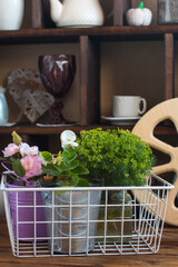 flowers planted in enameled buckets. Spring flower seedlings