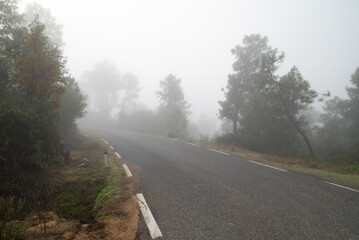 Road through forest covered in fog