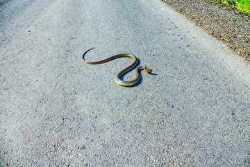Large 1.5-meter Balkan snake (Coluber jugularis) on highway. It is very brave, aggressive snake in relation to predators, boldly overcomes open spaces even during day, but cars and drivers antipathy..