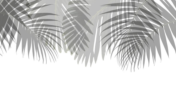 Tropical Palm Leaf Shadow Overlay Graphic © mostafa