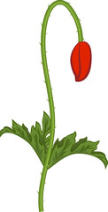 Poppy flower on transparent, png, cartoon icon. illustration poppy redor pink. Isolated cartoon illustration icon