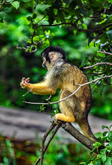 Common squirrel monkey on the branch. Latin Name - Saimiri scuireus