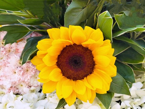 In the picture is a yellow sunflower. The yellow petals in the middle of the flower are sunflower seeds with a few brown ones.
