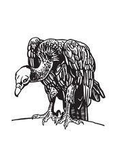 Graphical vulture sits on the branch on white background, vector illustration