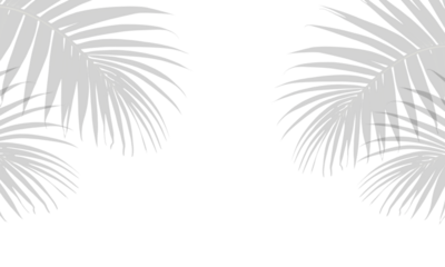 Shadow of palm leaf, leaves, overlay effect. Realistic gray shadow on transparent background, png. Applicable for product presentation, photos, backdrop. Sun light. Decoration summer design elements