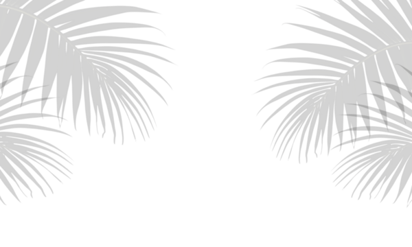 Shadow of palm leaf, leaves, overlay effect. Realistic gray shadow on transparent background, png. Applicable for product presentation, photos, backdrop. Sun light. Decoration summer design elements