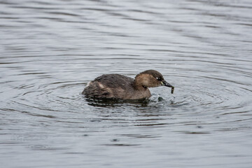 the little grebe a small dumpy grebe also known as dabchick in the river with food in bill