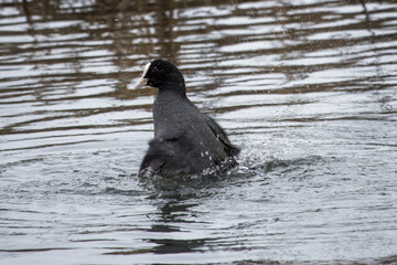a coot an aquatic bird of the rail family with blackish plumage and lobed feet having a wash in the river
