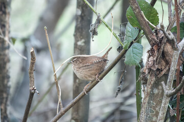 wren troglodytes troglodytes perched on a branch