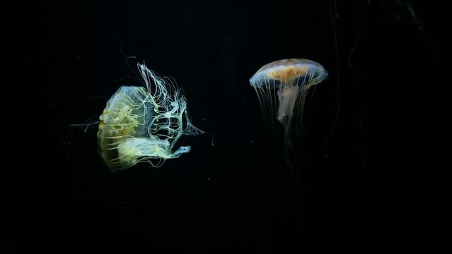 Pacific seanettle Jellyfish, 4K UHD