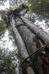 ancient tree trunk