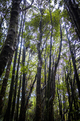 tropical tree forest