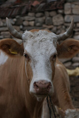 Brown and White Cow