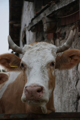 Brown and White Cow