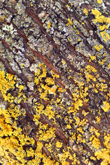 Patio of town house with views of the mount. Almond tree bark detail plan.