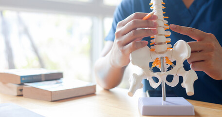 close up physical therapist chiropractor hand pointing on human skeleton at middle back to advise...