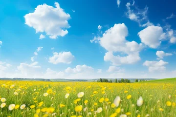 Photo sur Plexiglas Prairie, marais Beautiful meadow field with fresh grass and yellow dandelion flowers in nature against a blurry blue sky with clouds. Summer spring perfect natural landscape.