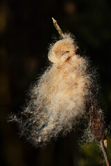 Rohrkolben in Mittagssonne mit Samen