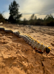 Thaumetopoea pityocampa is a caterpillar with stinging hairs that lives on pine trees