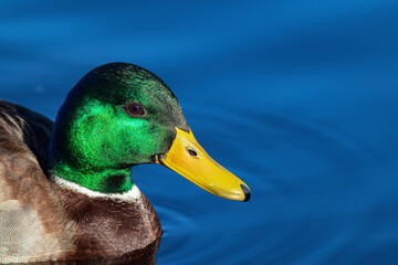 Kopfaufnahme von Stockenten Erpel im Teich 