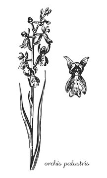 orchid, orchis palustris. Botanical illustration of orchid. Monochrome orchis, black and white orchids hand drawing, orchid sketch