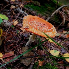 mushroom in the forest